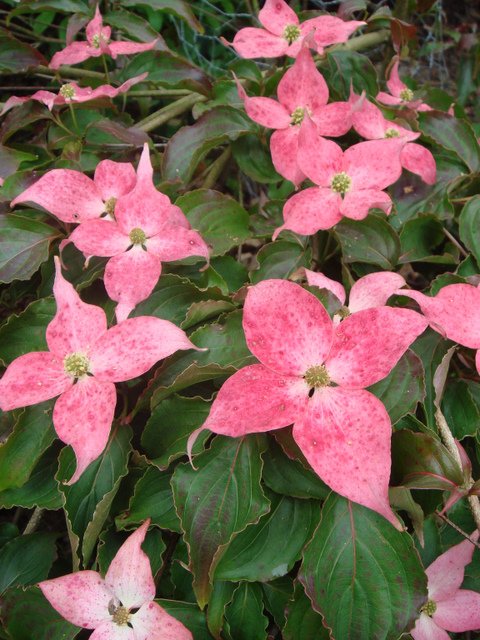 Cornus kousa 'Mont Fuji' fleur